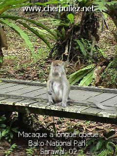 légende: Macaque a longue queue Bako National Park Sarawak 02
qualityCode=raw
sizeCode=half

Données de l'image originale:
Taille originale: 185788 bytes
Temps d'exposition: 1/100 s
Diaph: f/400/100
Heure de prise de vue: 2002:09:13 11:41:16
Flash: non
Focale: 134/10 mm
